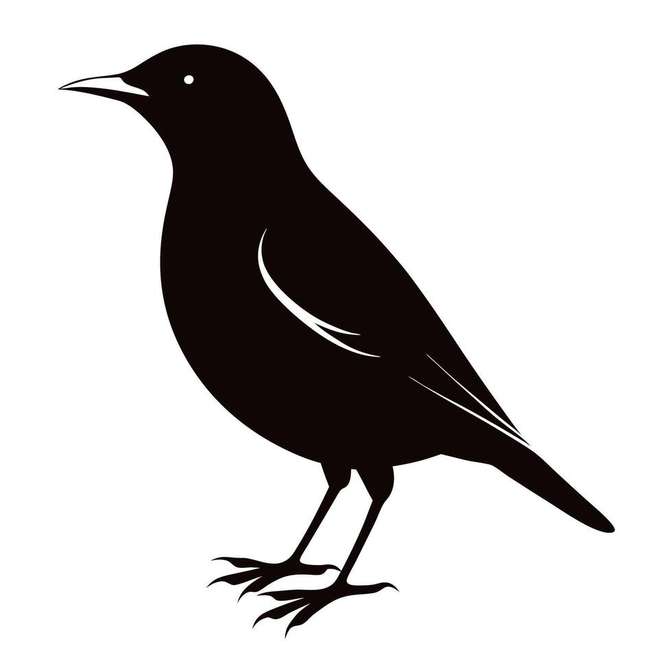 Starling bird isolated on white vector