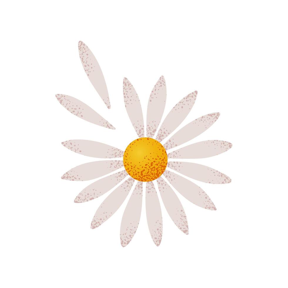 Daisy flower with flying petals. Love me not guessing game. Loves me, loves me not chamomile fortune-telling. Hand drawn flower illustration for Valentines day stickers, cards, and banners. vector