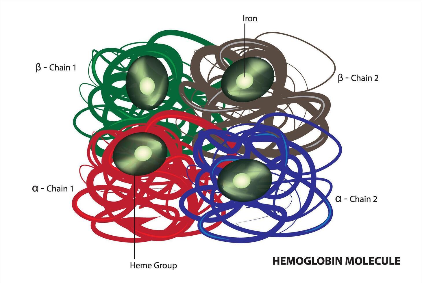 Hemoglobin structure diagram vector