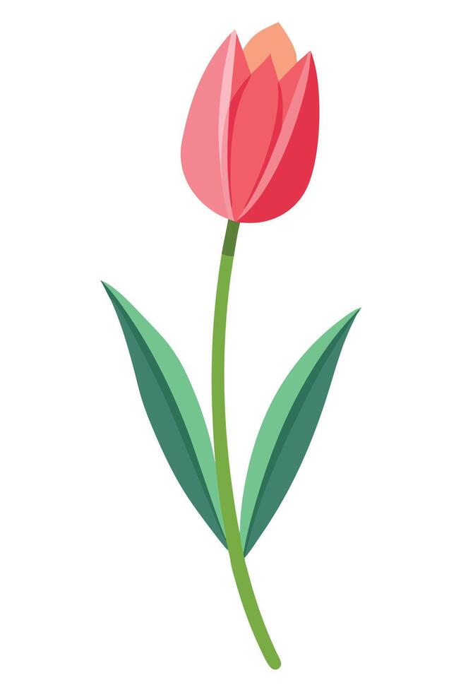Single Pink Tulip Flower, Spring Bloom, Green Leaves, Nature vector