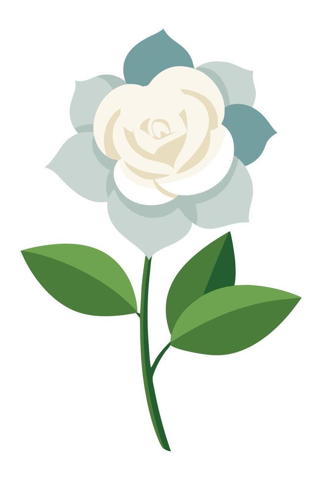 Elegant White Rose Flower with Green Leaves Botanical Illustration vector