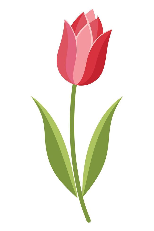 Single Pink and Red Tulip Flower Blossom Spring Bloom vector