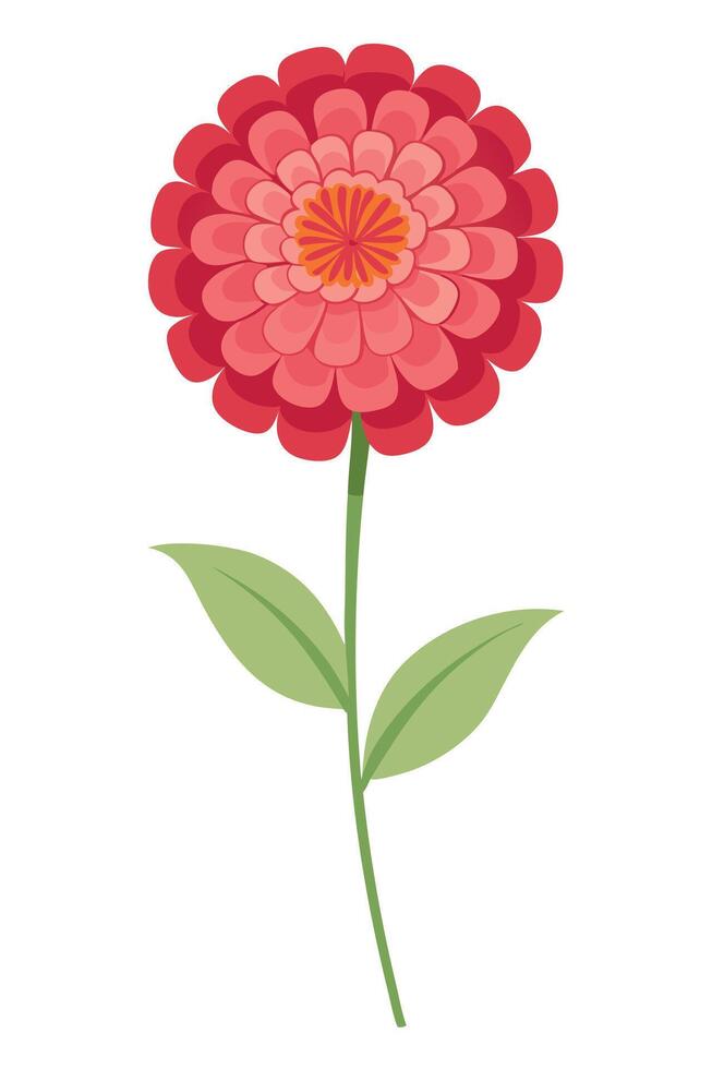 Elegant Pink Zinnia Flower with Green Leaves Botanical Illustration vector