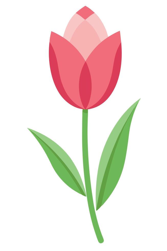 Single Pink Tulip Flower Stem, Spring Bloom, Green Leaves vector