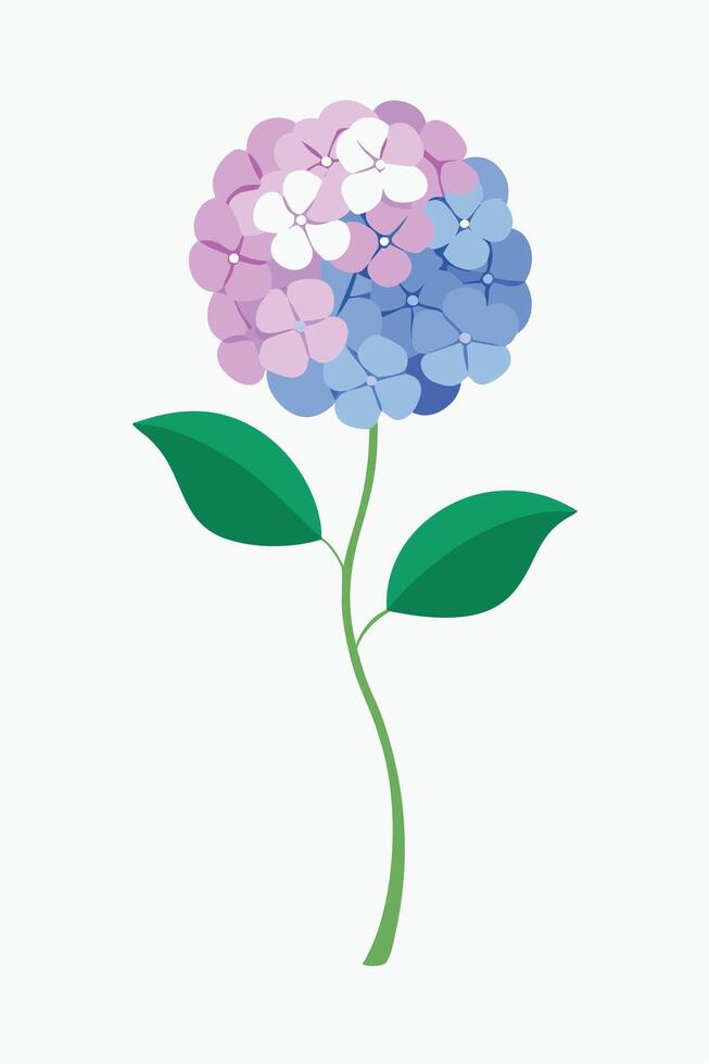 Beautiful Hydrangea Flower Illustration Pink, Blue, Green Leaves vector