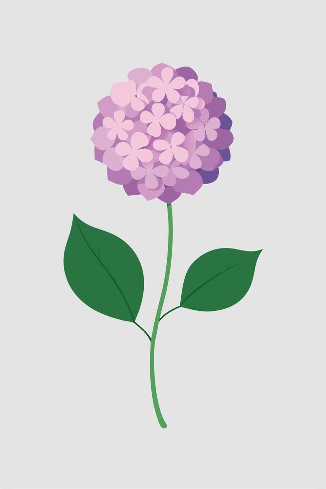 Elegant Purple Hydrangea Flower Illustration, Simple Design, Botanical Art vector