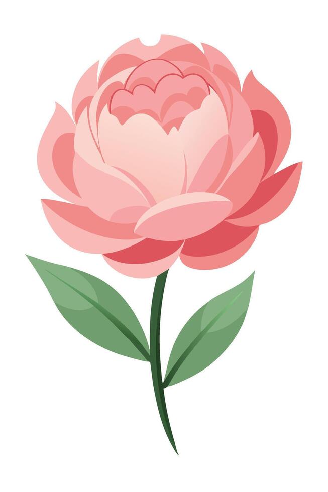 Elegant Pink Peony Flower Bloom Illustration Design Graphic vector