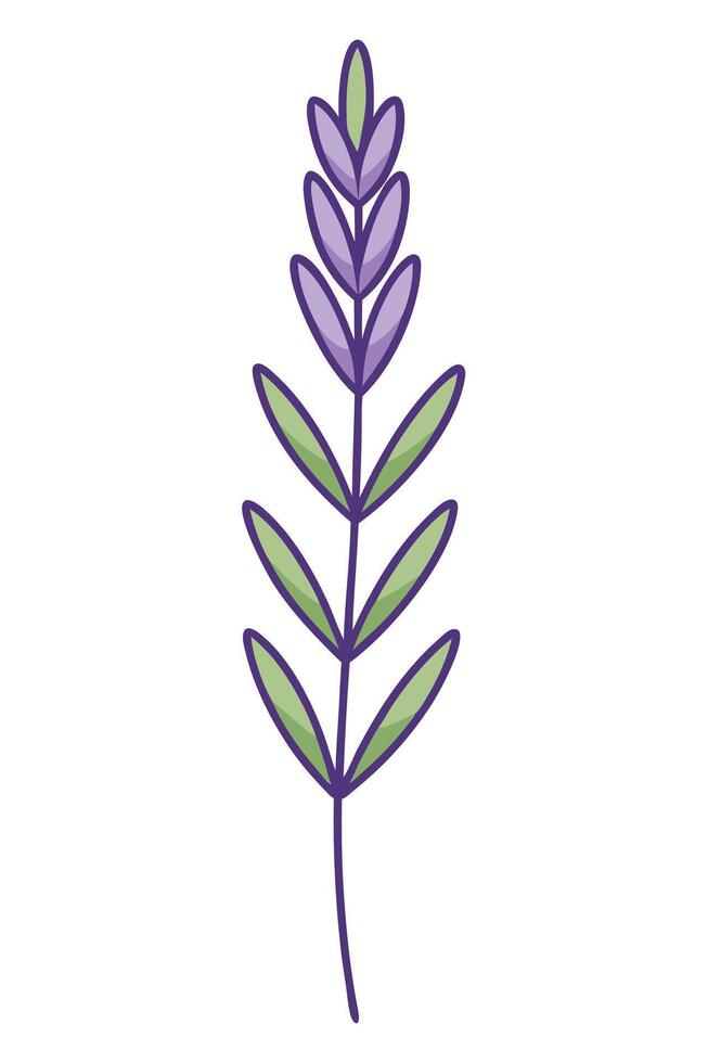 Simple Lavender Sprig Illustration Purple Flowers, Green Leaves vector