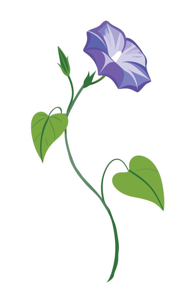Elegant Purple Morning Glory Flower Vine with Green Leaves vector