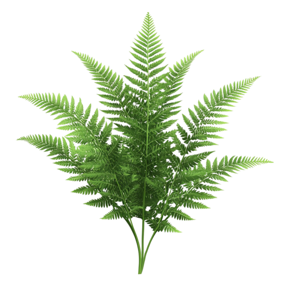 Decorative Fern Plant on Transparent Background png