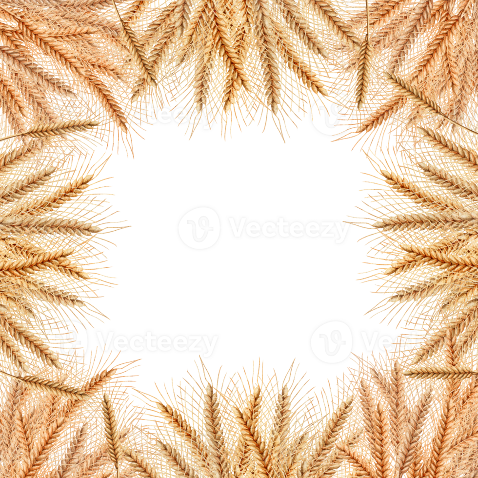 Hand drawn square Frame of wheat Ears png