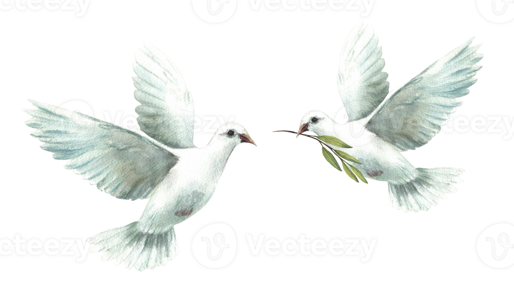 Two flying dove. Fly pigeon with olive green branch White birds, symbol of peace, religious sign. Watercolor hand drawn illustration for Christening, Easter, Baptism card. Isolated from background png