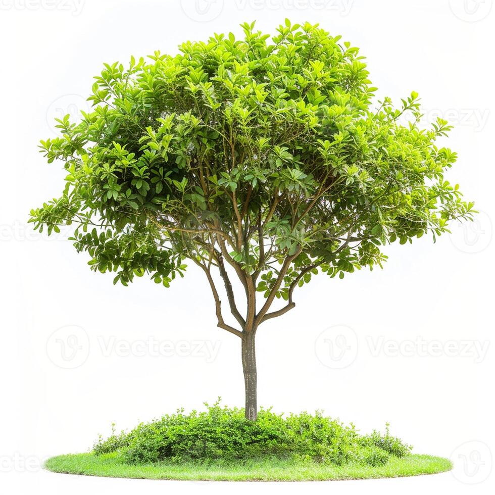 A lush green tree with broad leaves on a grassy mound, exuding tranquility. photo