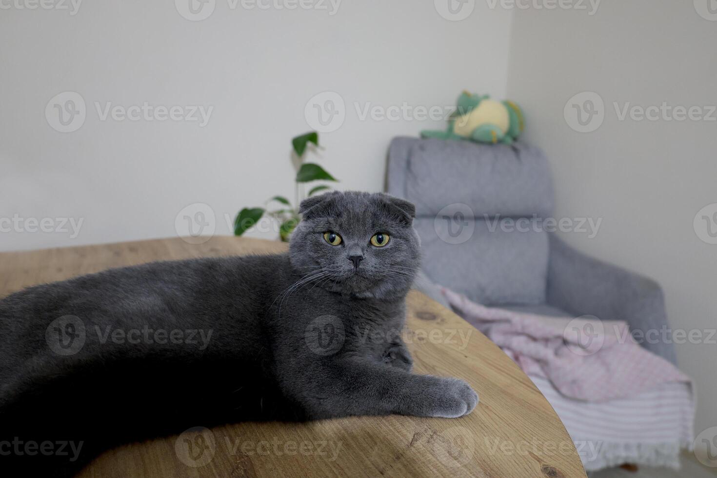 A fluffy gray Scottish Fold cat with round ears and bright yellow eyes. The cat is lying down on a white surface, looking up with a curious expression. photo