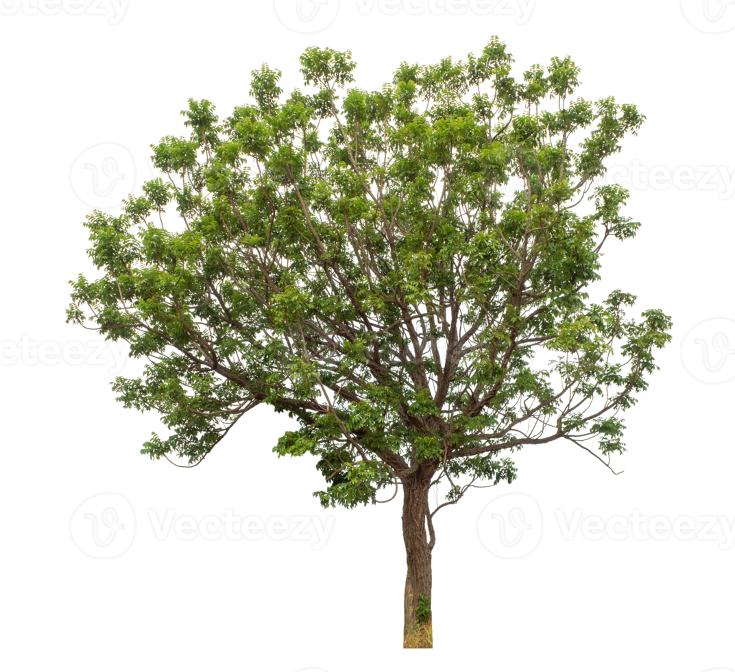 Green tree isolated on transparent background. Forest and foliage in summer, high resolution png