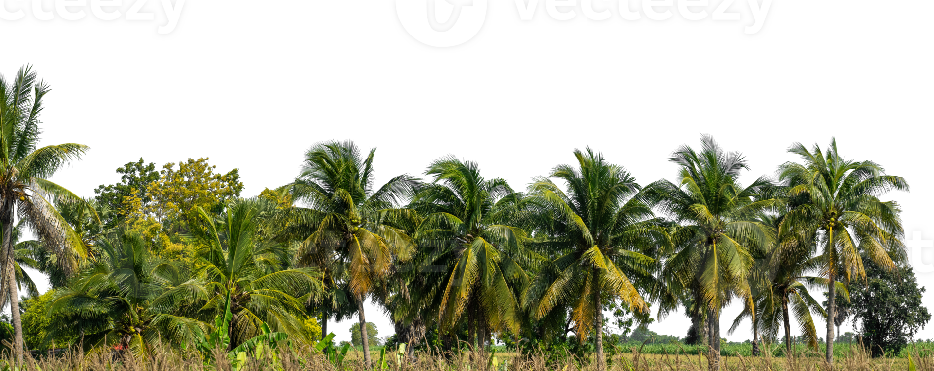Coconut palm trees isolated on transparent background, Forest and foliage in summer, tropical trees high resolution. png