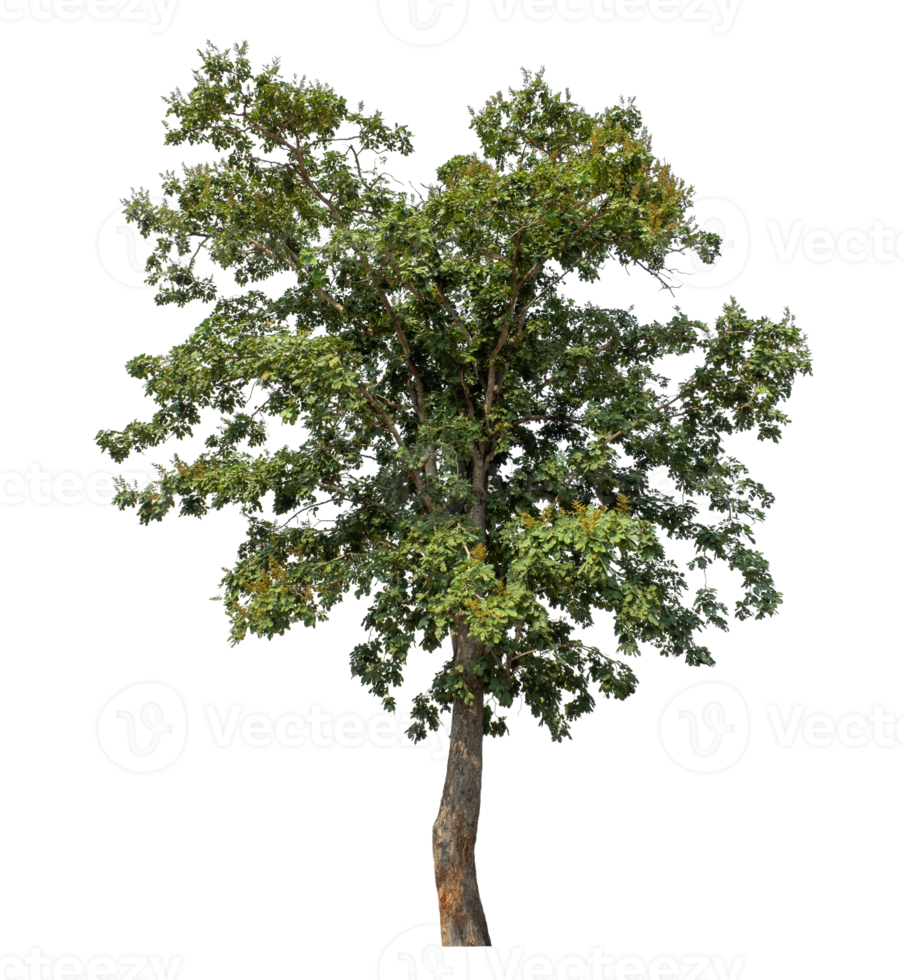 Tree on transparent background, tropical trees isolated used for design, tropical trees isolated used for design png