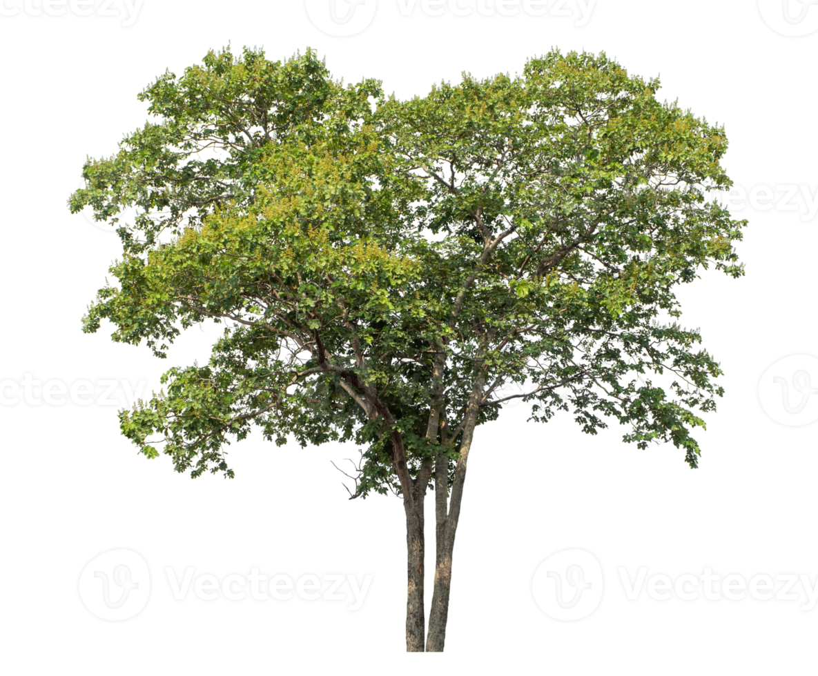 Tree on transparent background, high resolution. png