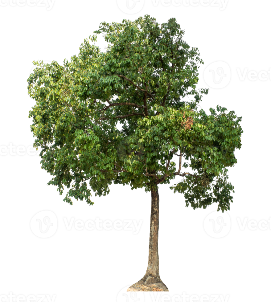 Tree on transparent background, tropical trees isolated used for design, high resolution. png
