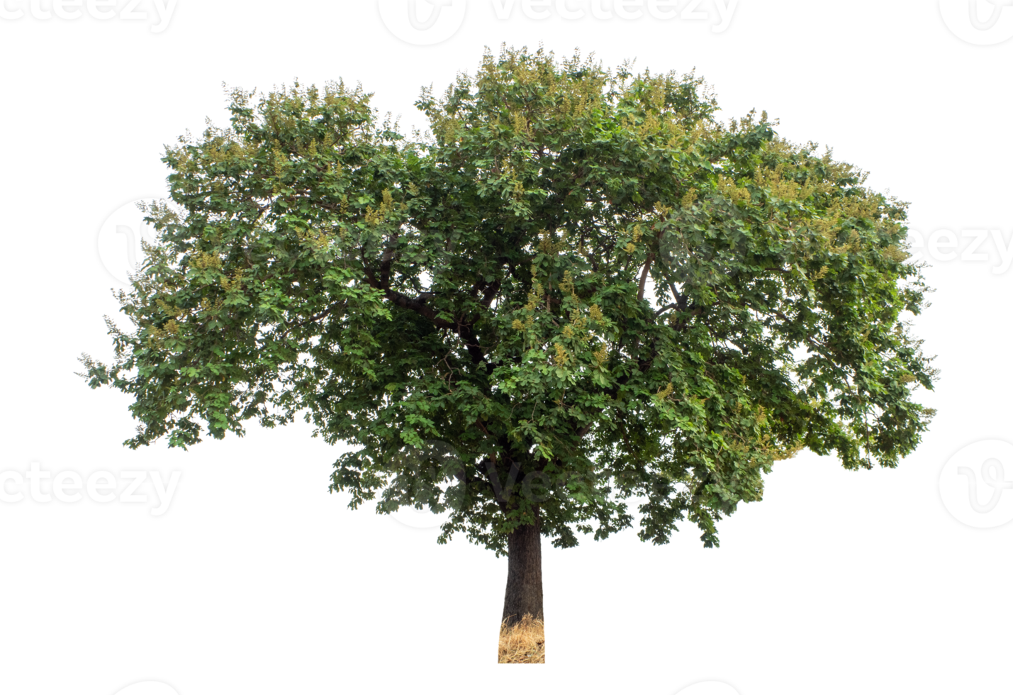 Trees on transparent background, real tree green leaf, high resolution. png