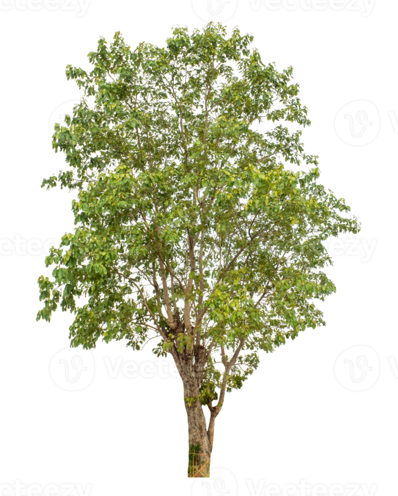 Trees isolated on transparent background, tropical trees isolated used for design. png