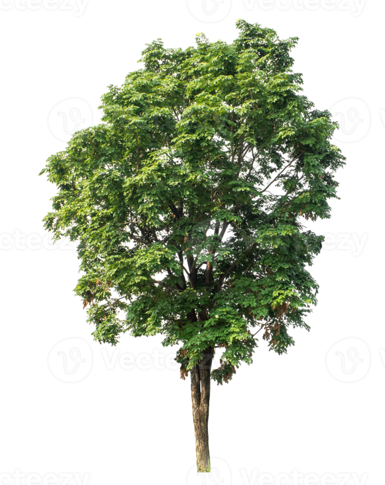 Trees isolated on transparent background, high resolution png