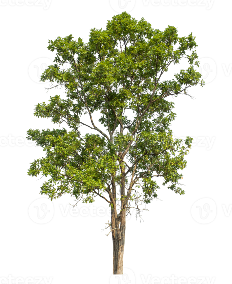 trees in summer isolated on transparent background png
