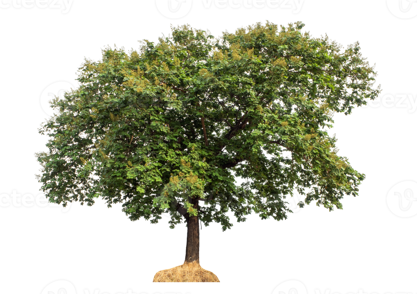 Tree in summer isolated on transparent background. png