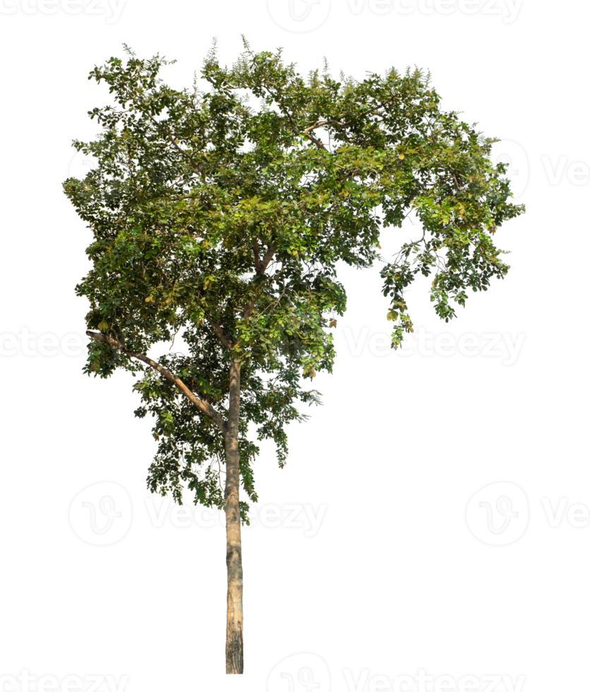 Tree Isolated on transparent Background, tropical tree isolated used for design png