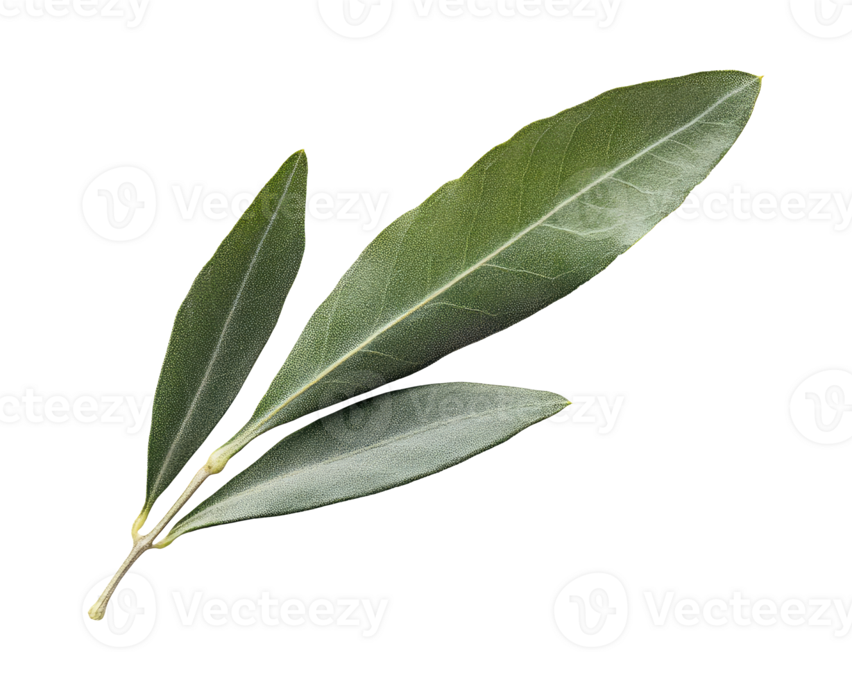 Olive leaves twig png