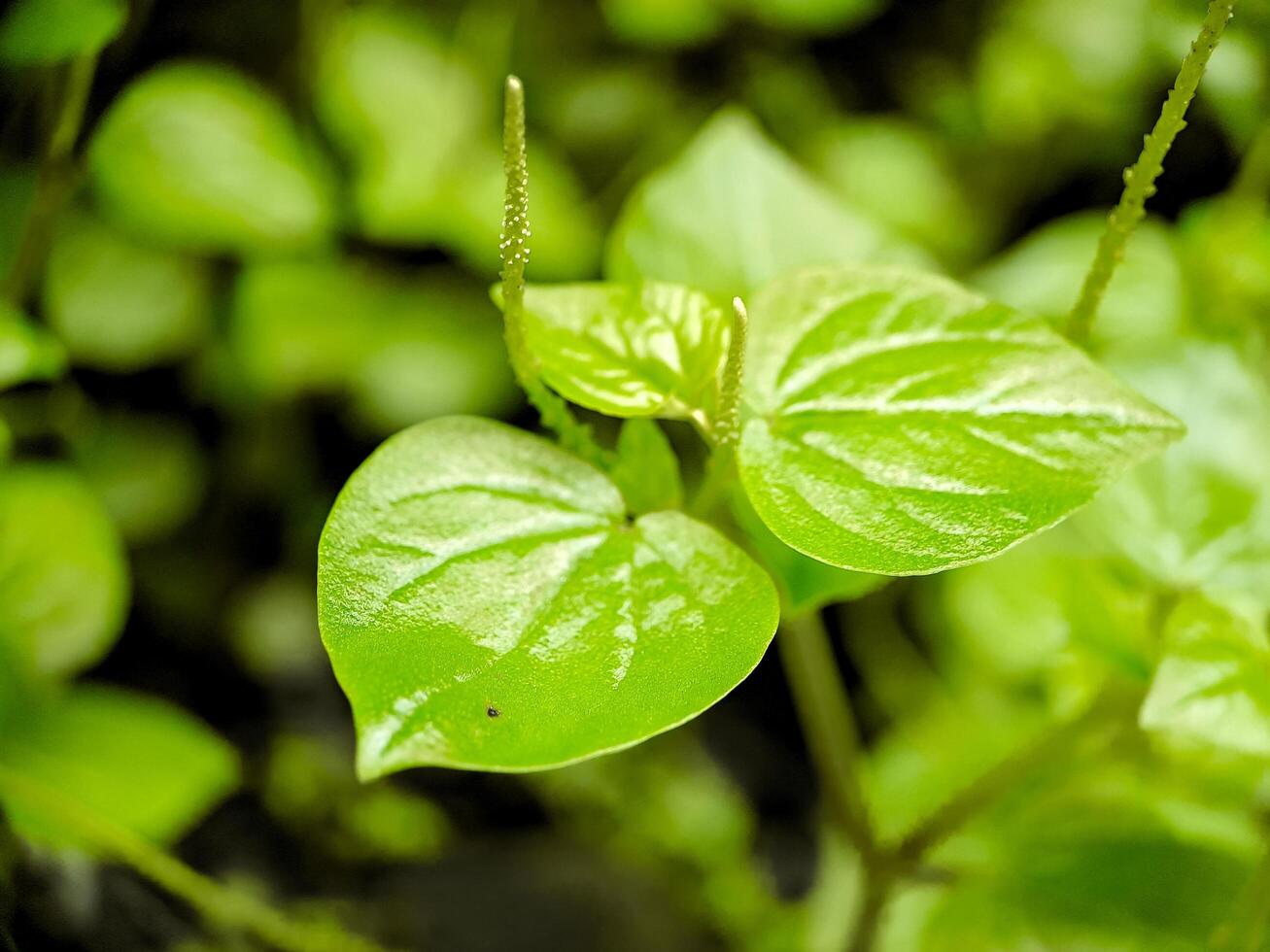 Close up of lush green Sirih Cina Peperomia pellucida leaves with dewdrops, a popular Indonesian herb used in traditional medicine. photo