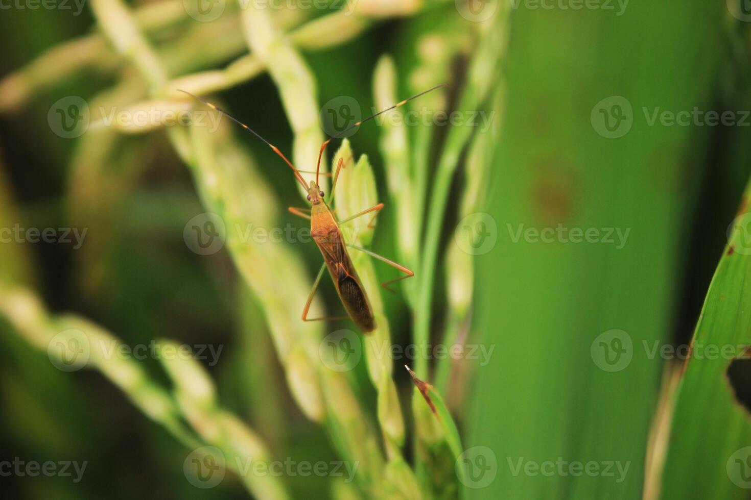 A bug is sitting on a plant in the grass photo
