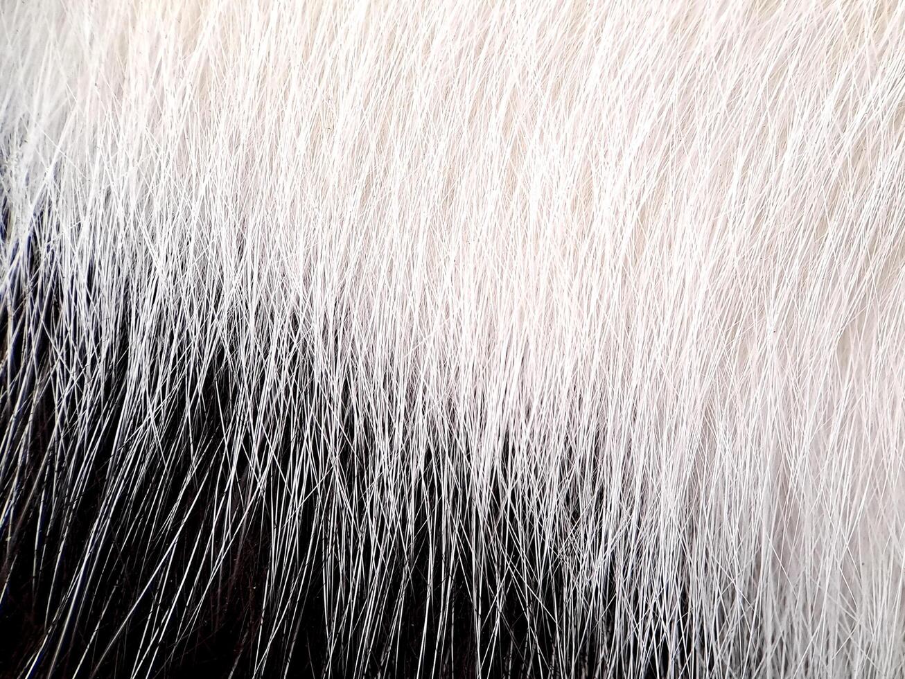 Detailed black and white pattern of fur cat texture captured in close up, showcasing its natural intricacy photo