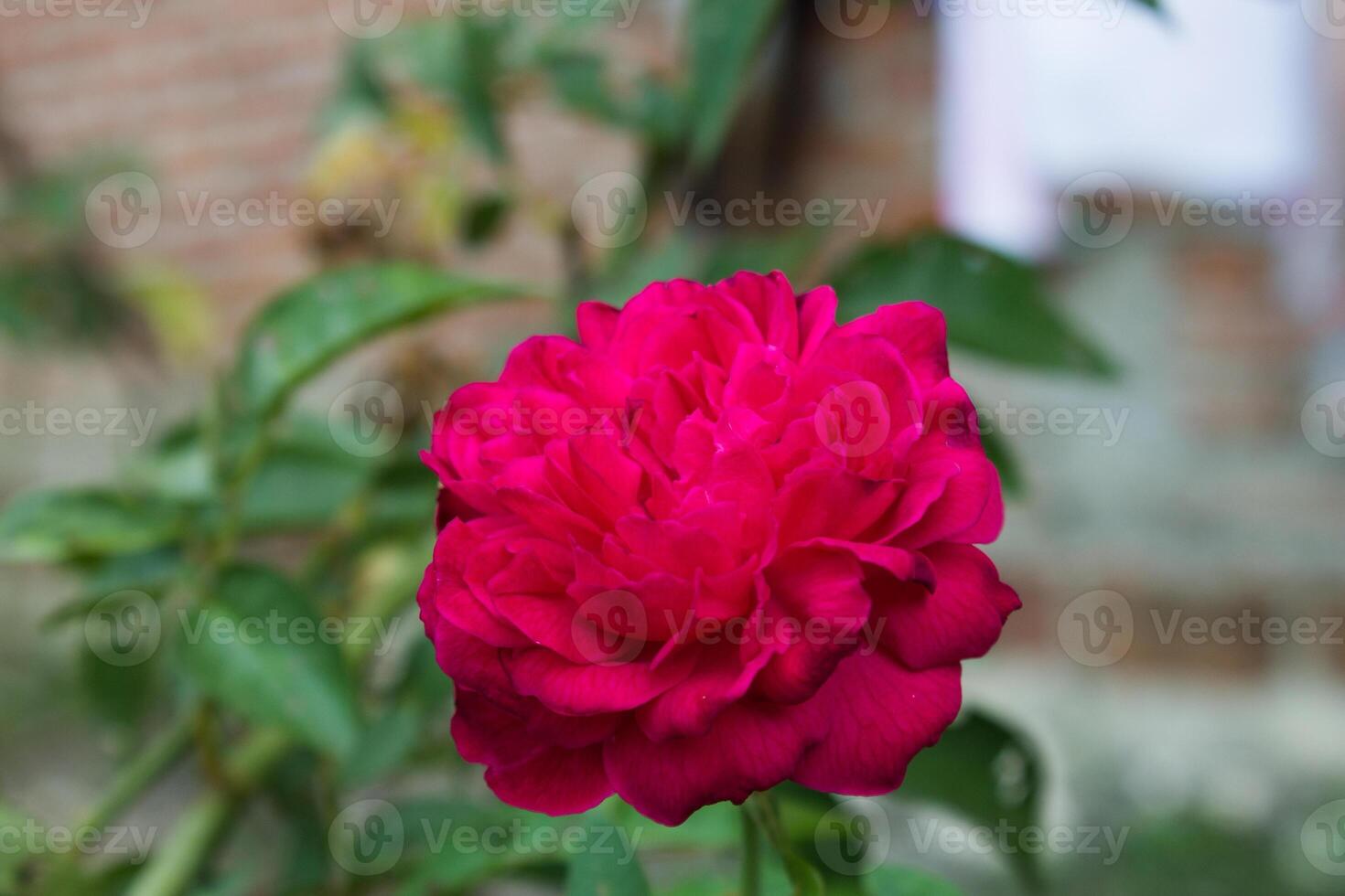 Red Rose is blooming beautifully photo