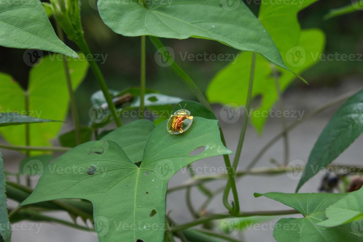 gold ladybug on a leaf photo