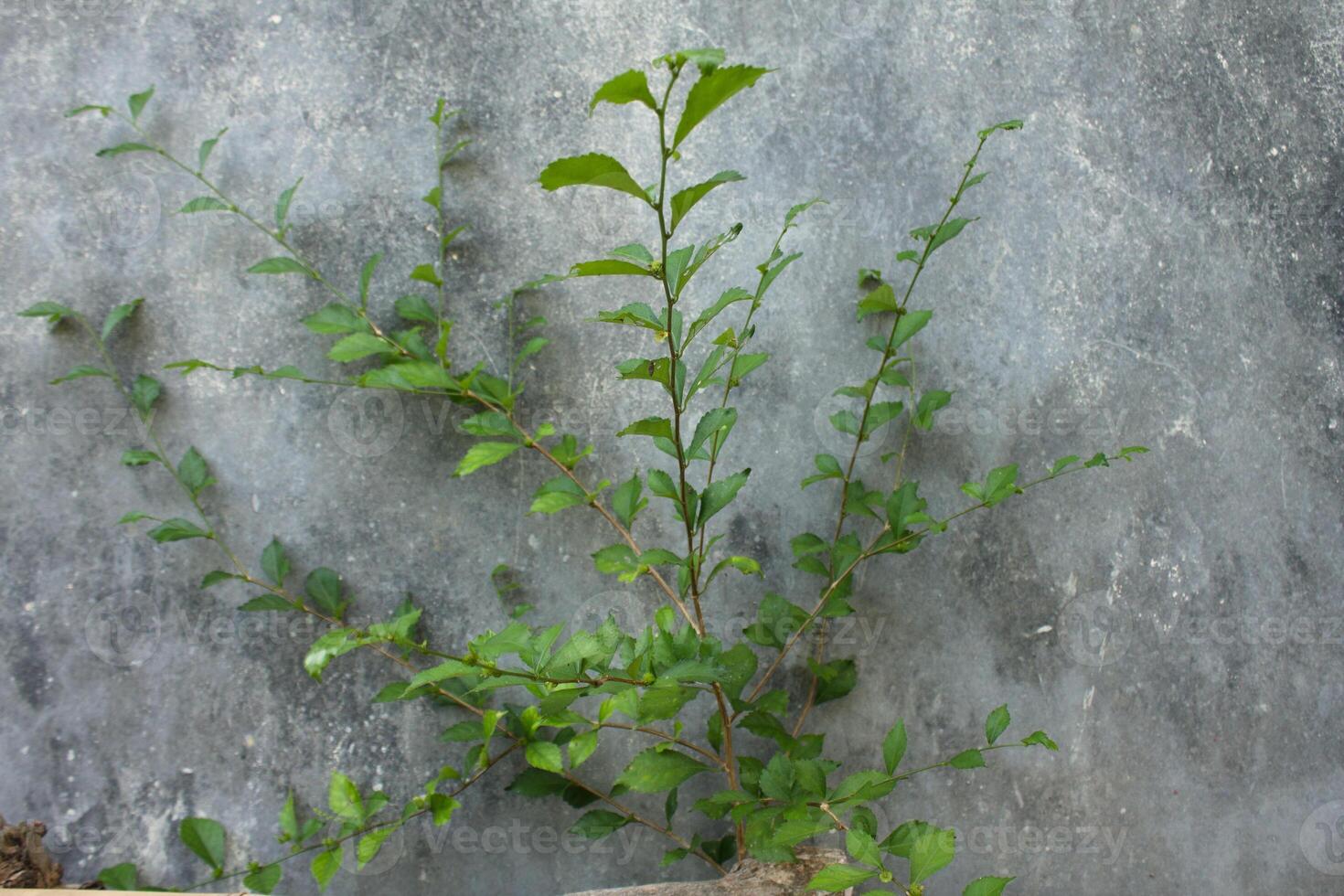 Plant Growing on a Wall photo