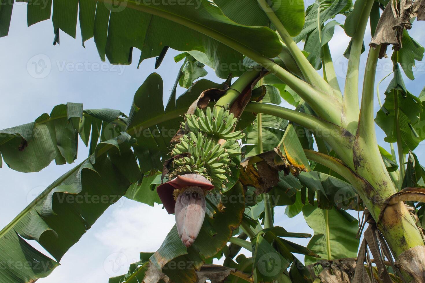 banana tree in the garden with fruits photo