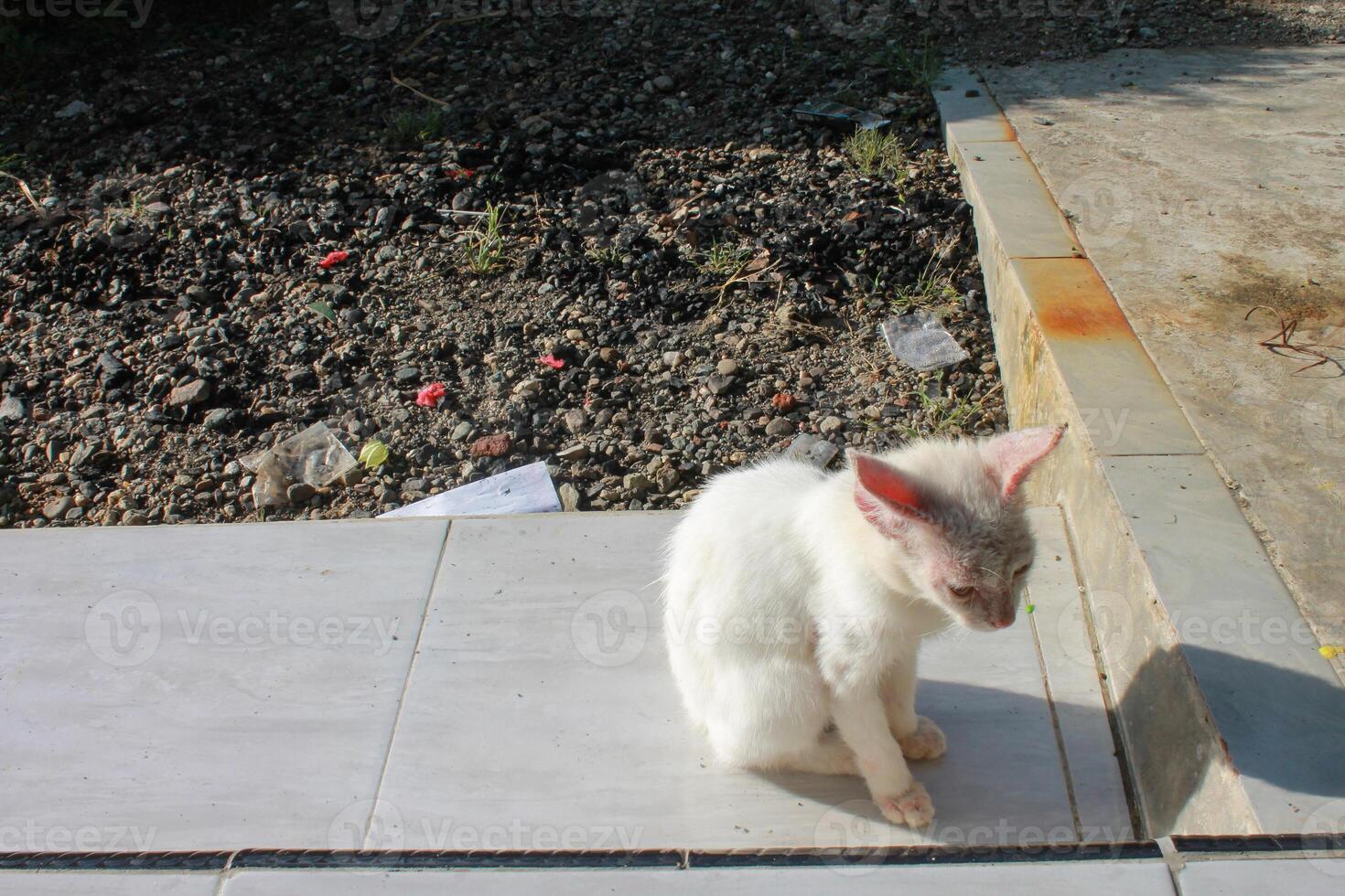 a white cat is sitting on the porch floor photo
