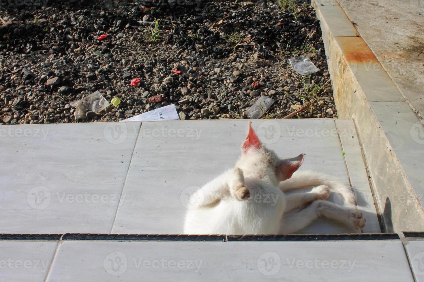 a white cat laying on its back on a tile floor photo