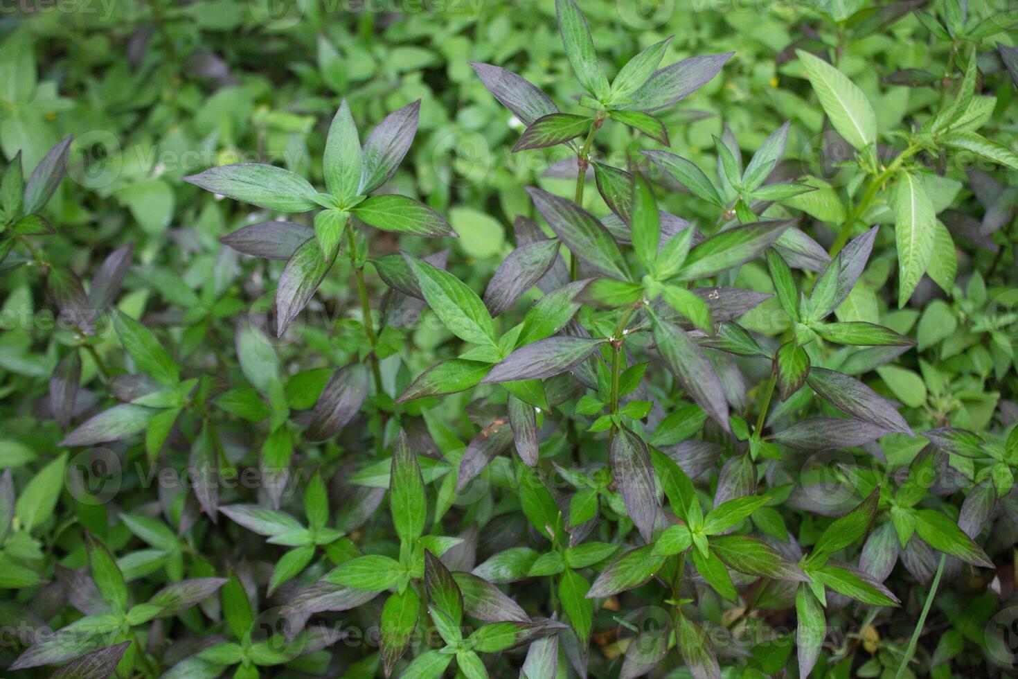 Dark Green and Purple Plant photo