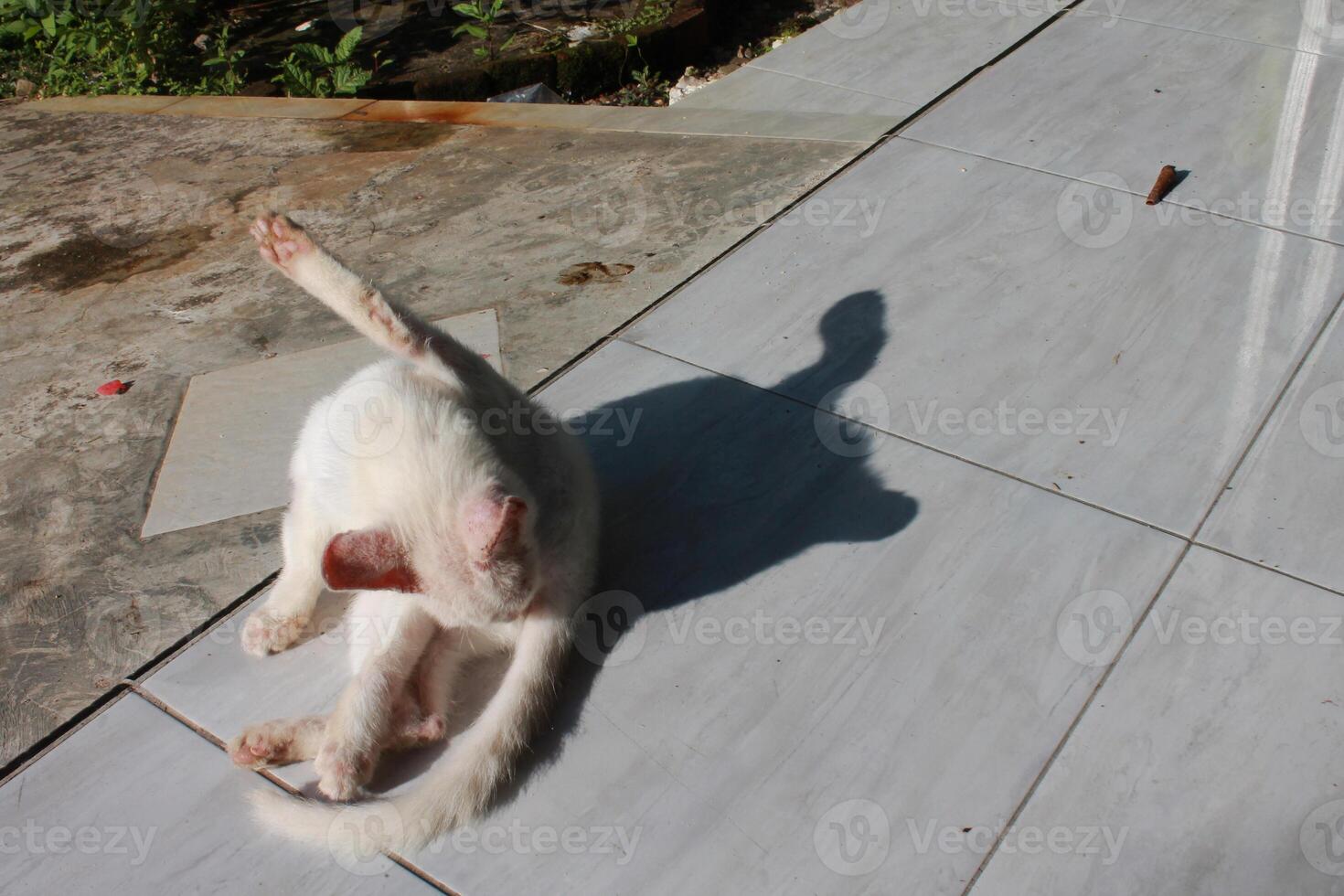 a white cat on a tile floor photo