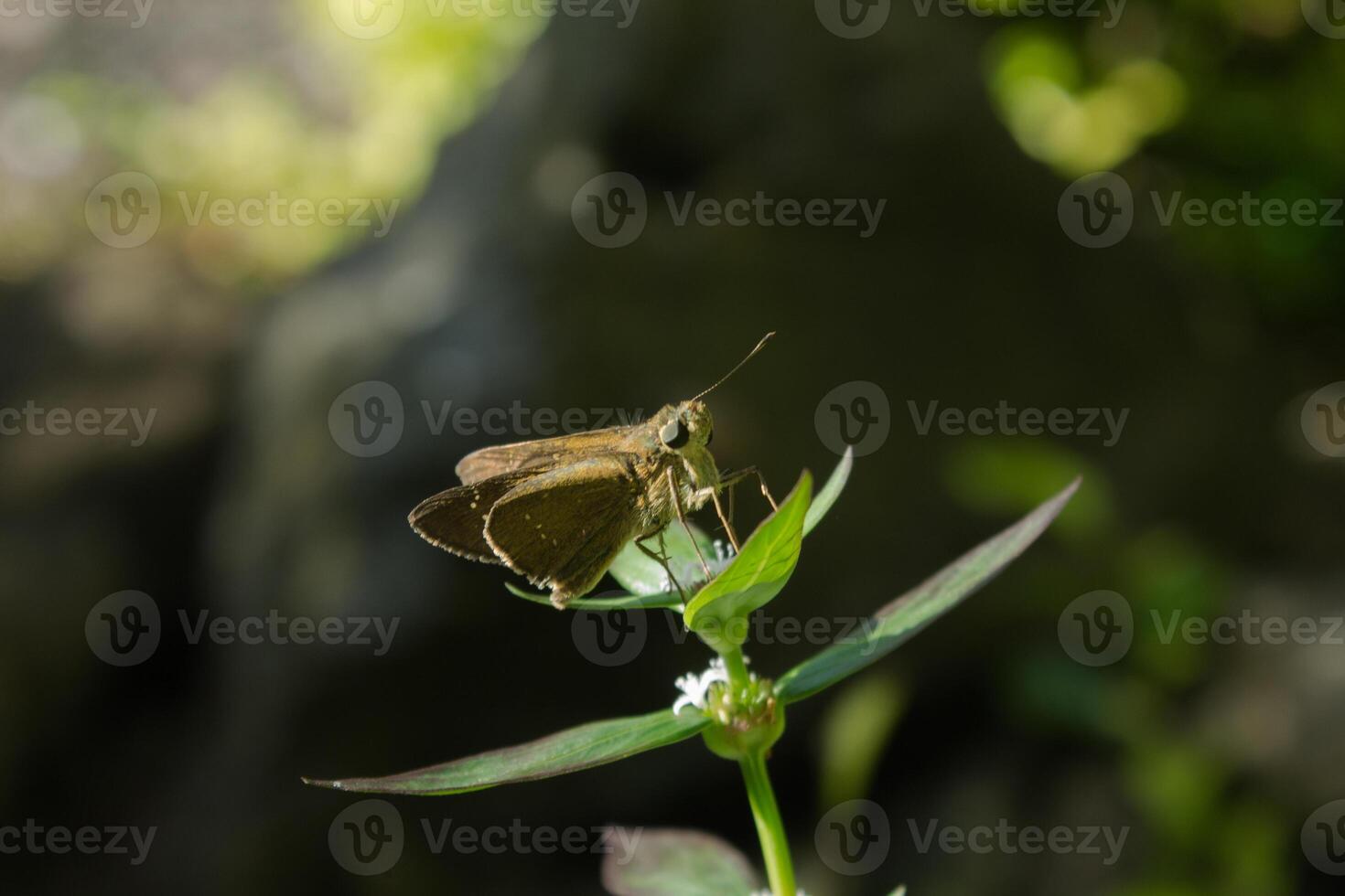 a brown butterfly on a plant in the sun photo