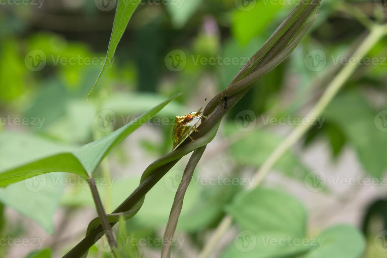 a gold ladybug photo
