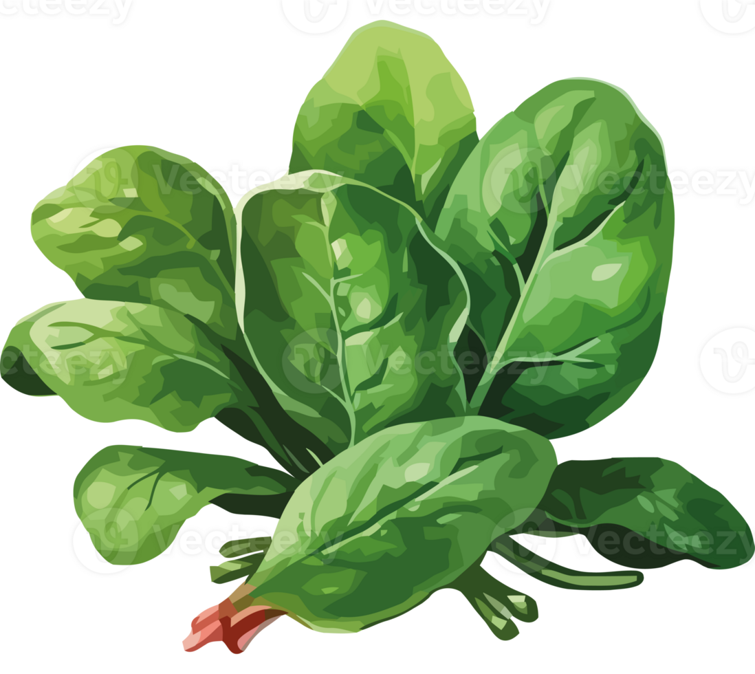 Fresh organic salad, vegetarian meal icon png