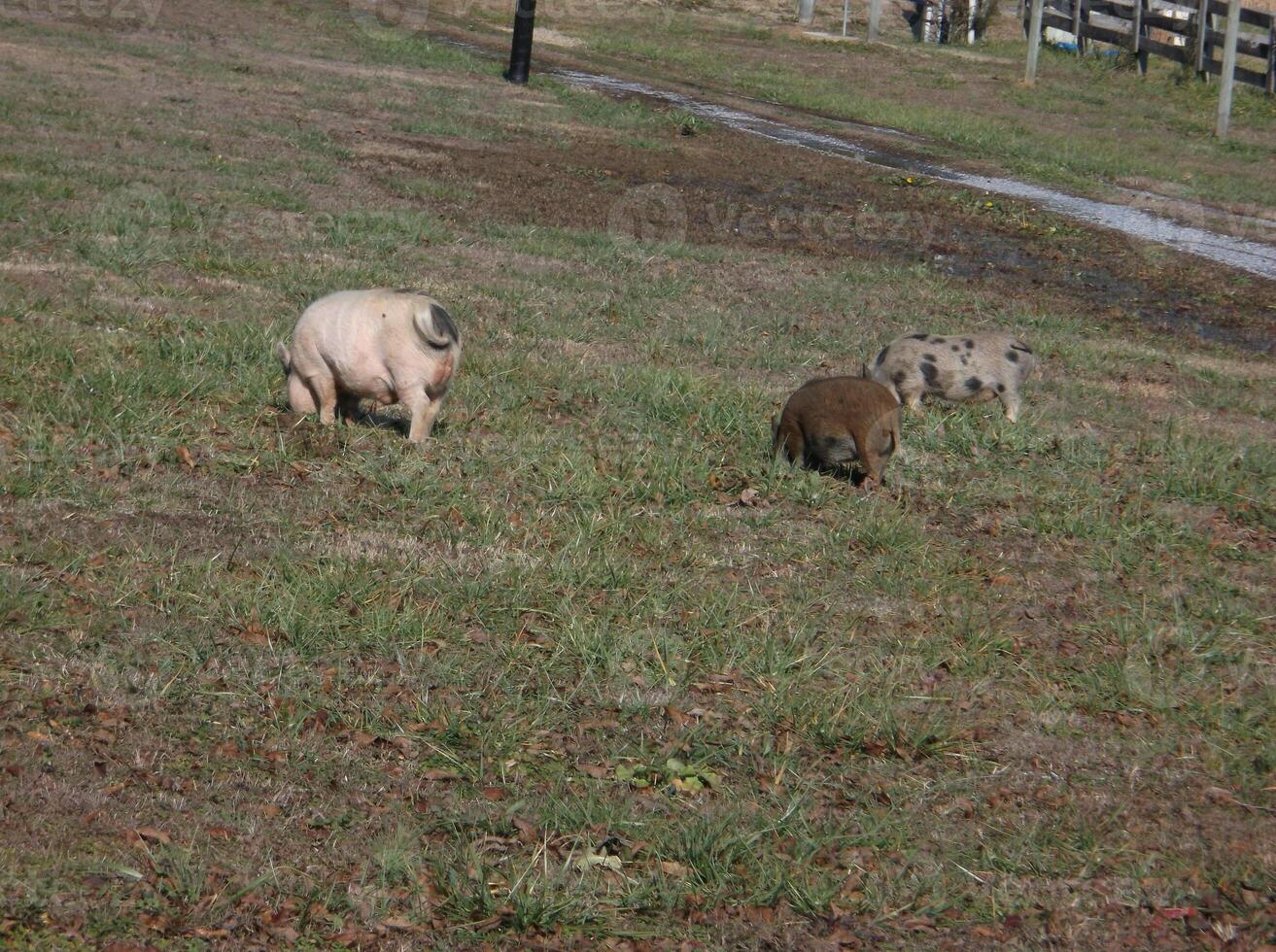 Three pigs in the yard. photo