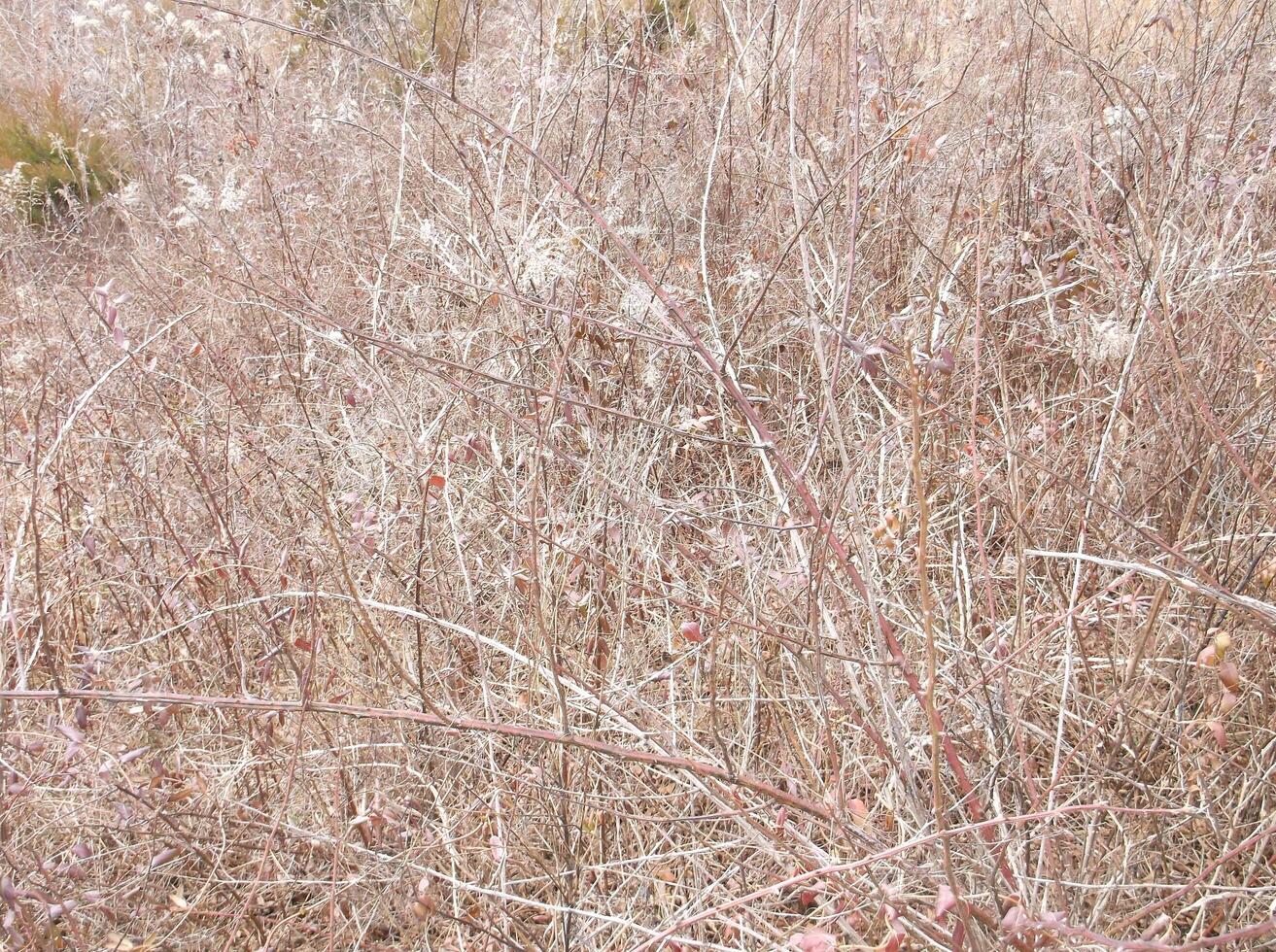 Autumn field of briers. photo