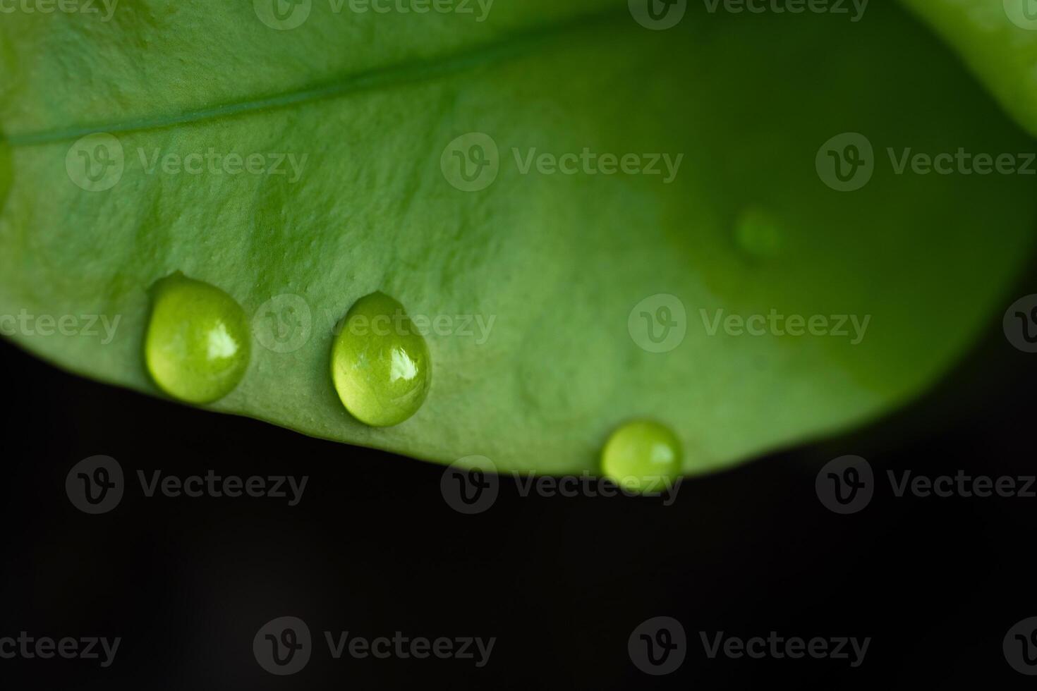 Waterdrop on green leaf after a rain photo