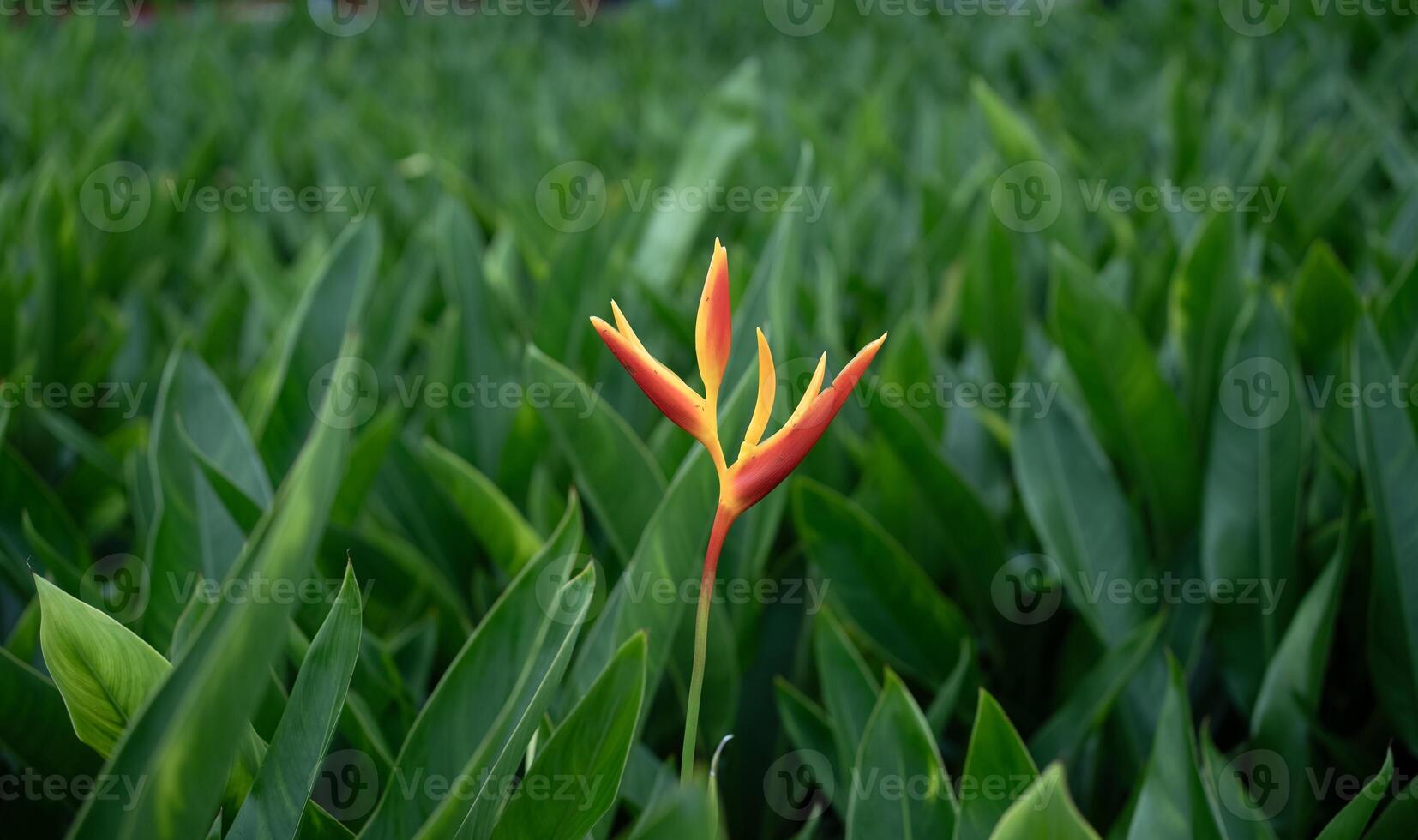 Heliconia Golden Torch or False Bird of Paradise Flower. Exotic tropical flowers in the jungle garden with leaves background photo