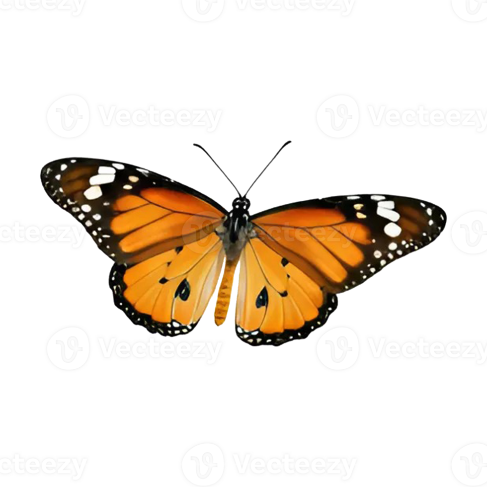 Monarch butterfly, detailed wings, orange and black pattern, white spots, antennae, symmetrical, transparent background, nature photography, macro lens, high resolution, png