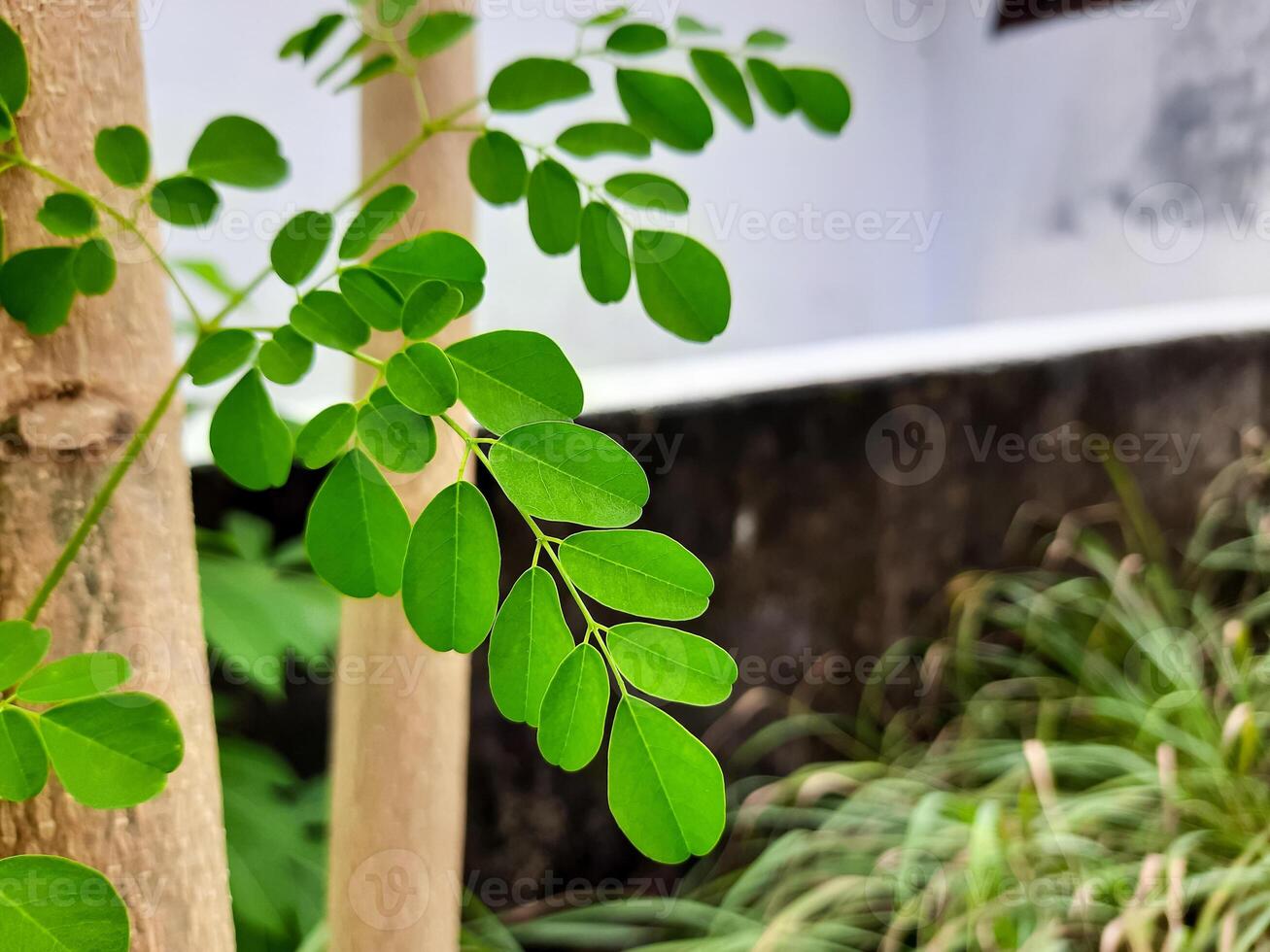 Moringa Leaves - on a Tree Branch in a Backyard photo